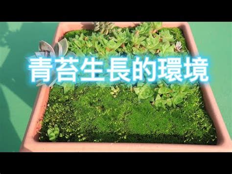 青苔養殖|【青苔養殖】疫情在家親手養青苔！輕鬆打造你的療癒小天地